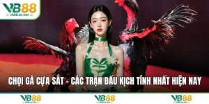 Chọi gà cựa sắt