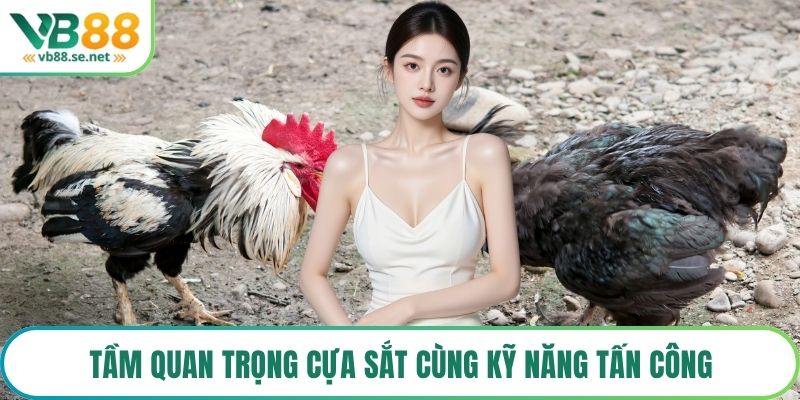 Tầm quan trọng cựa sắt cùng kỹ năng tấn công